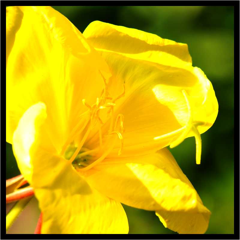 [JardinDesMelanges08_55-Vegetal-Macro-moyen.jpg]
