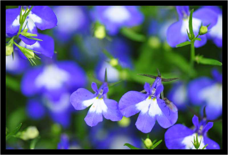 [JardinDesMelanges08_56-Vegetal-Macro-moyen.jpg]