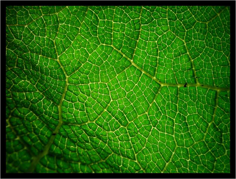 [JardinDuConservatoireBotaniqueNationalDeBrest06_03-Vegetal-Transparence-Macro-moyen.jpg]