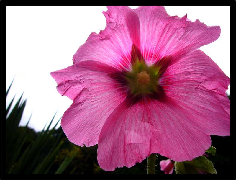 [JardinDuConservatoireBotaniqueNationalDeBrest06_07-Vegetal-Transparence-Macro-moyen.jpg]