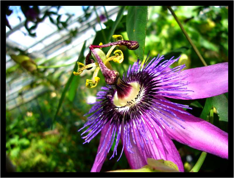 [JardinDuConservatoireBotaniqueNationalDeBrest06_16-Vegetal-Macro-moyen.jpg]