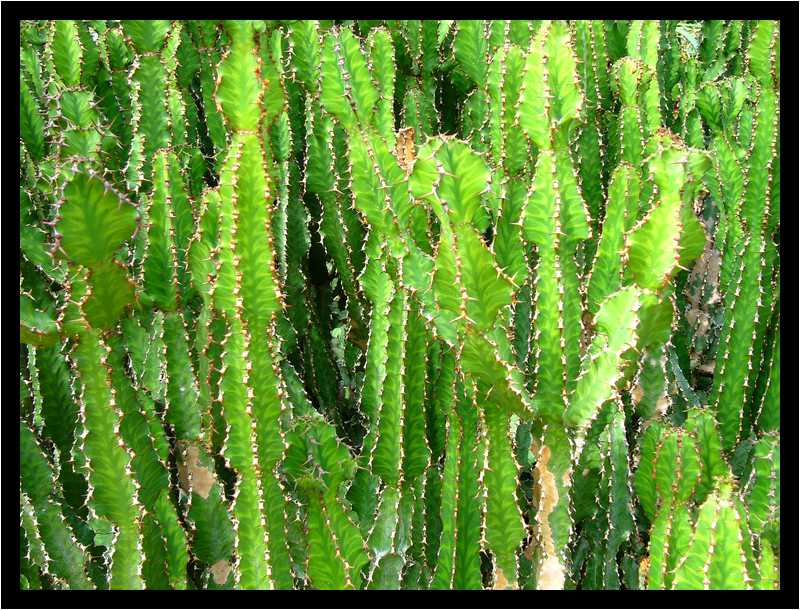 [JardinDuConservatoireBotaniqueNationalDeBrest06_19-Vegetal-moyen.jpg]