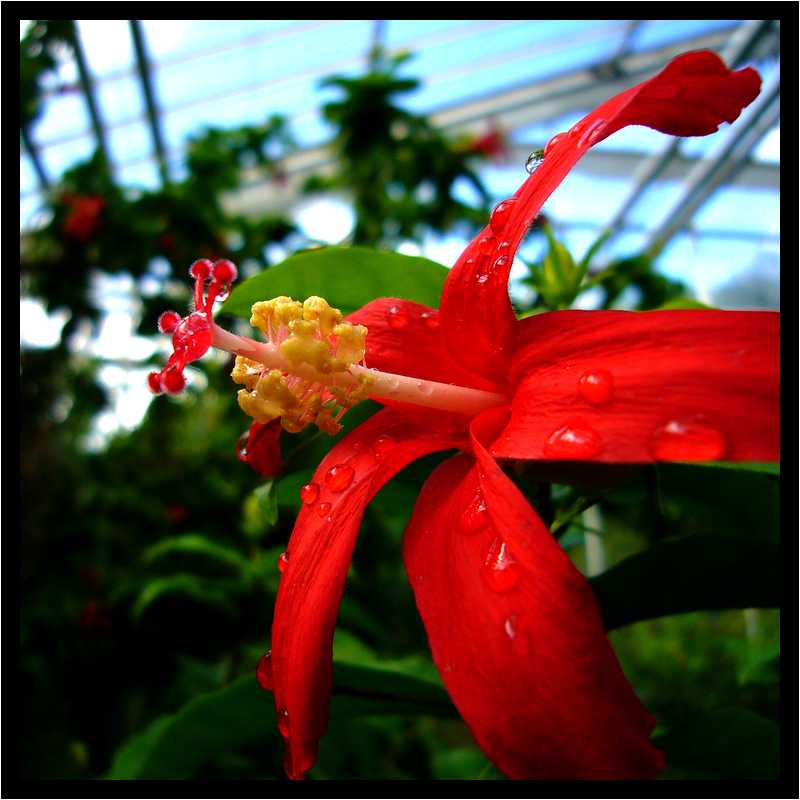 [JardinDuConservatoireBotaniqueNationalDeBrest06_28-Vegetal-Macro-moyen.jpg]