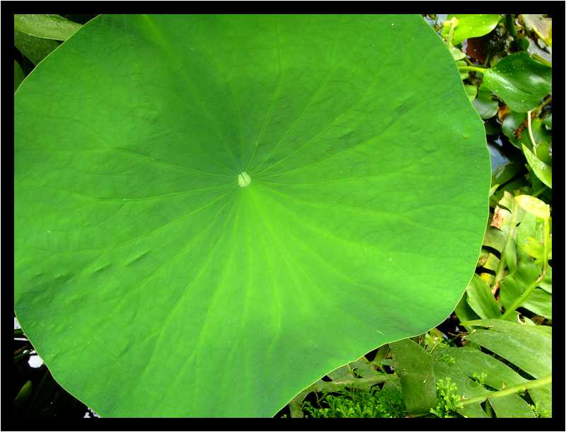 [JardinDuConservatoireBotaniqueNationalDeBrest06_29-Vegetal-moyen.jpg]