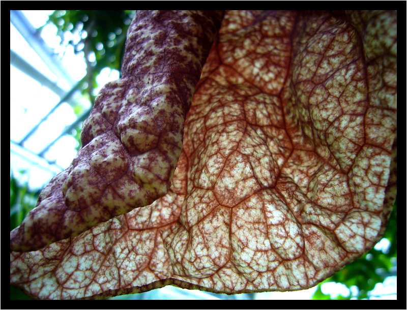 [JardinDuConservatoireBotaniqueNationalDeBrest06_32-Vegetal-Transparence-Macro-moyen.jpg]