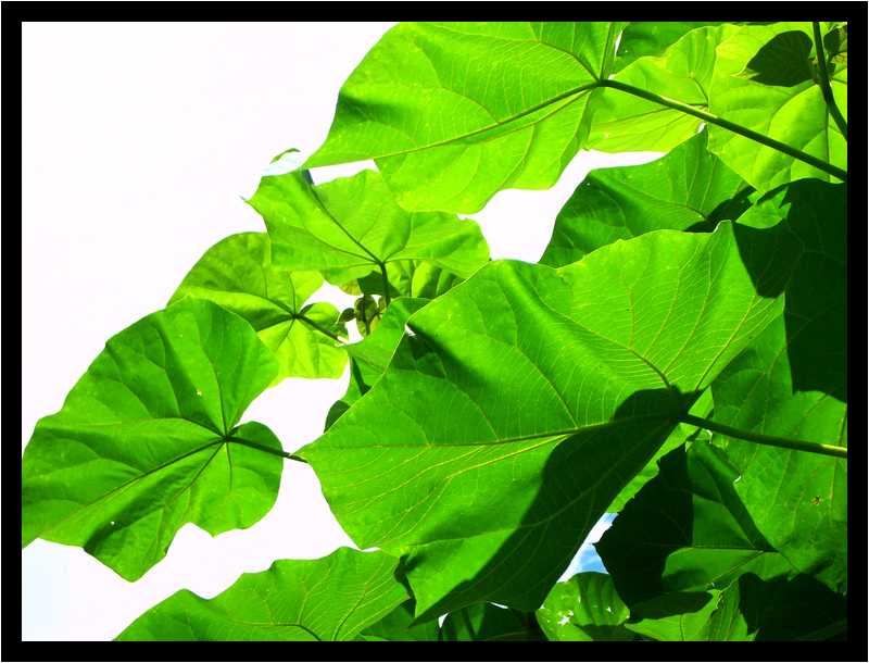 [JardinDuManoirDeLaChaussee06_19-Vegetal-Transparence-moyen.jpg]