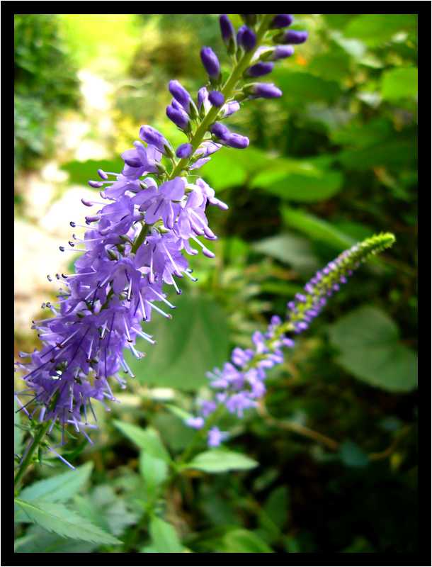 [JardinDuManoirDeLaChaussee06_21-Vegetal-Macro-moyen.jpg]