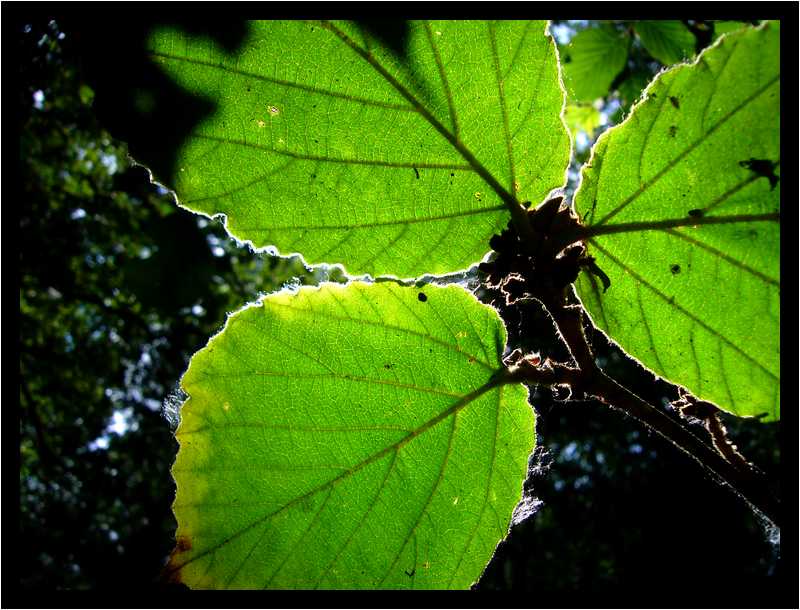[JardinDuManoirDeLaChaussee06_38-Vegetal-Transparence-Macro-moyen.jpg]