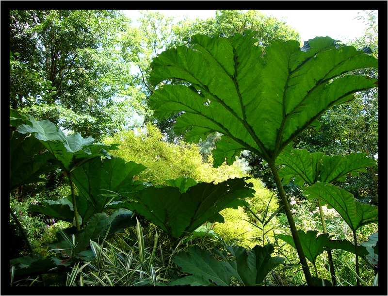 [JardinDuManoirDeLaChaussee06_44-Vegetal-Transparence-moyen.jpg]