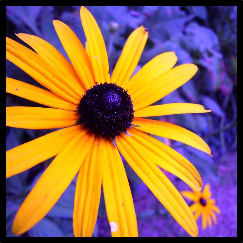 [JardinDuManoirDeLaChaussee06_72-Vegetal-Macro-FXBleu-moyen.jpg]
