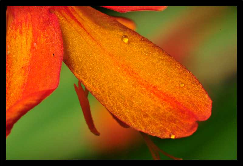 [JardinGeorgesDelaselle12_07-Vegetal-Transparence-Macro-moyen.jpg]