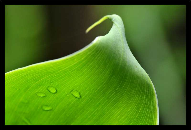 [JardinGeorgesDelaselle12_17-Vegetal-Transparence-Macro-moyen.jpg]