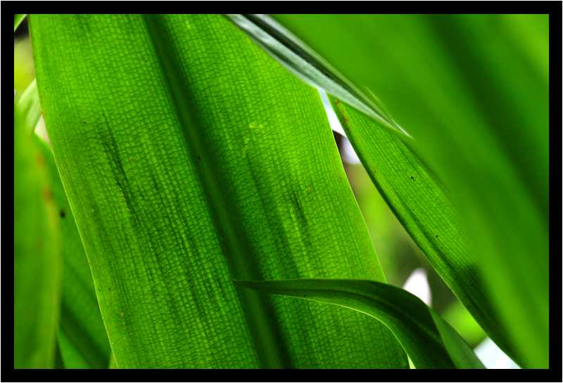 [JardinGeorgesDelaselle12_18-Vegetal-Transparence-Macro-moyen.jpg]