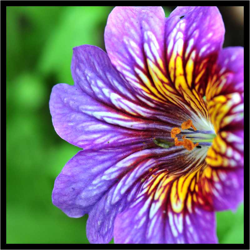 [JardinGeorgesDelaselle12_29-Vegetal-Transparence-Macro-moyen.jpg]