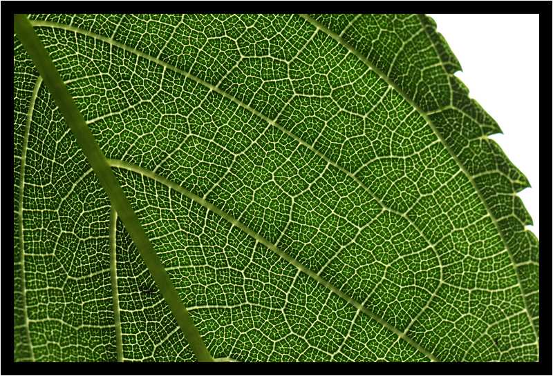 [JardinGeorgesDelaselle12_33-Vegetal-Transparence-Macro-moyen.jpg]