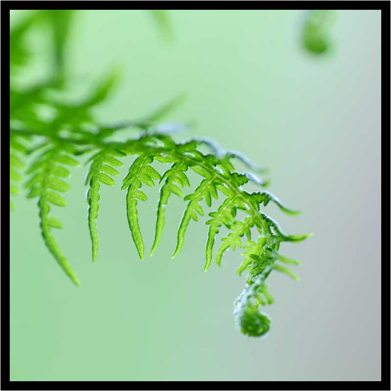 [LaForetDerriereLaMaison11_07-Vegetal-Transparence-Macro-moyen.jpg]