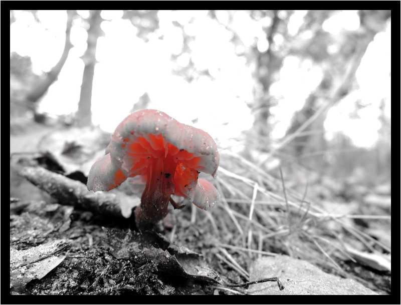 [LaForetDerriereLaMaison14_02-Vegetal-Macro-NBOrange-moyen.jpg]