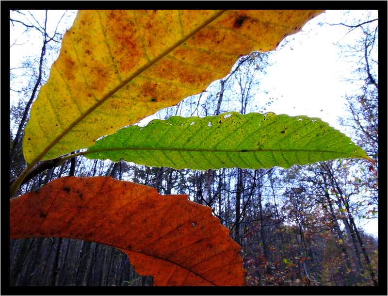 [LaForetDerriereLaMaison14_24-Vegetal-Transparence-Macro-moyen.jpg]