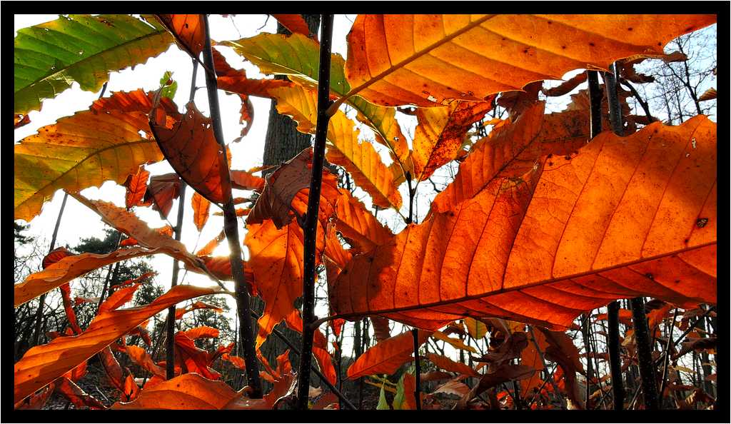 [LaForetDerriereLaMaison14_30-Vegetal-Soleil-Transparence-Macro-moyen.jpg]