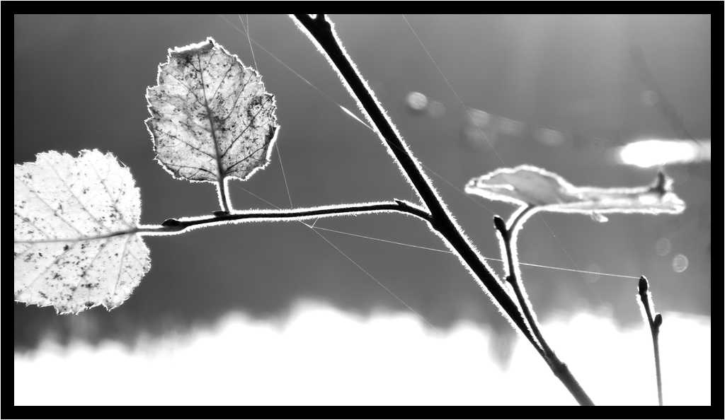 [LaForetDerriereLaMaison14_39-Vegetal-Transparence-Macro-NB-moyen.jpg]