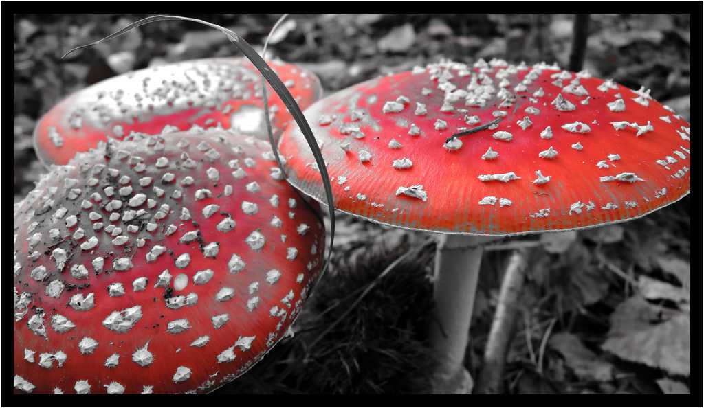 [LaForetDerriereLaMaison15_05-Vegetal-Macro-NBRouge-moyen.jpg]