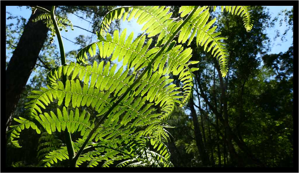[LaForetDerriereLaMaison20_06-Vegetal-Transparence-Macro-moyen.jpg]