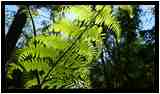 [LaForetDerriereLaMaison20_06-Vegetal-Transparence-Macro-vignette.jpg]