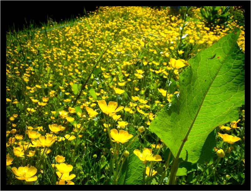 [LeJardinDerriereLaMaison08_18-Vegetal-Transparence-moyen.jpg]
