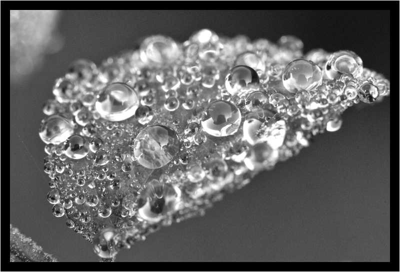 [LeJardinDerriereLaMaison14_04-Vegetal-Goutte-Macro-NB-moyen.jpg]