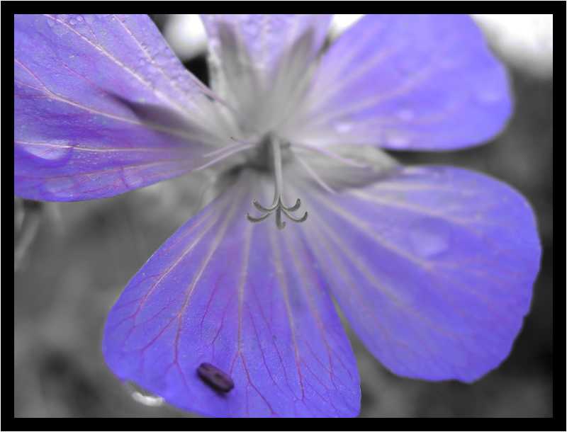 [LeJardinDerriereLaMaison14_50-Vegetal-Transparence-Macro-NBViolet-moyen.jpg]