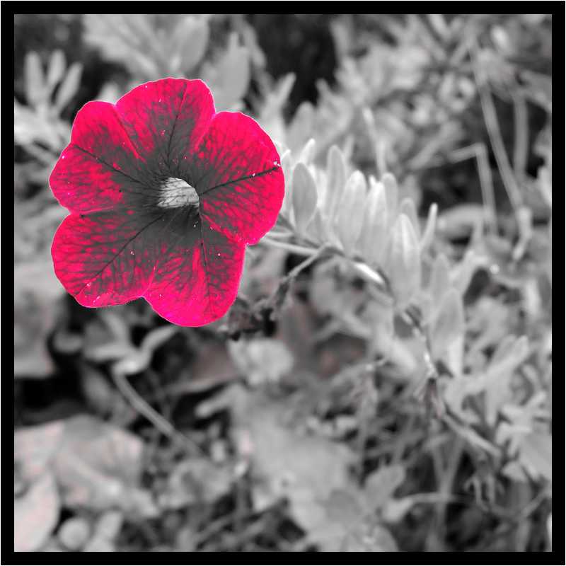 [LeJardinDerriereLaMaison14_57-Vegetal-Macro-NBRouge-moyen.jpg]