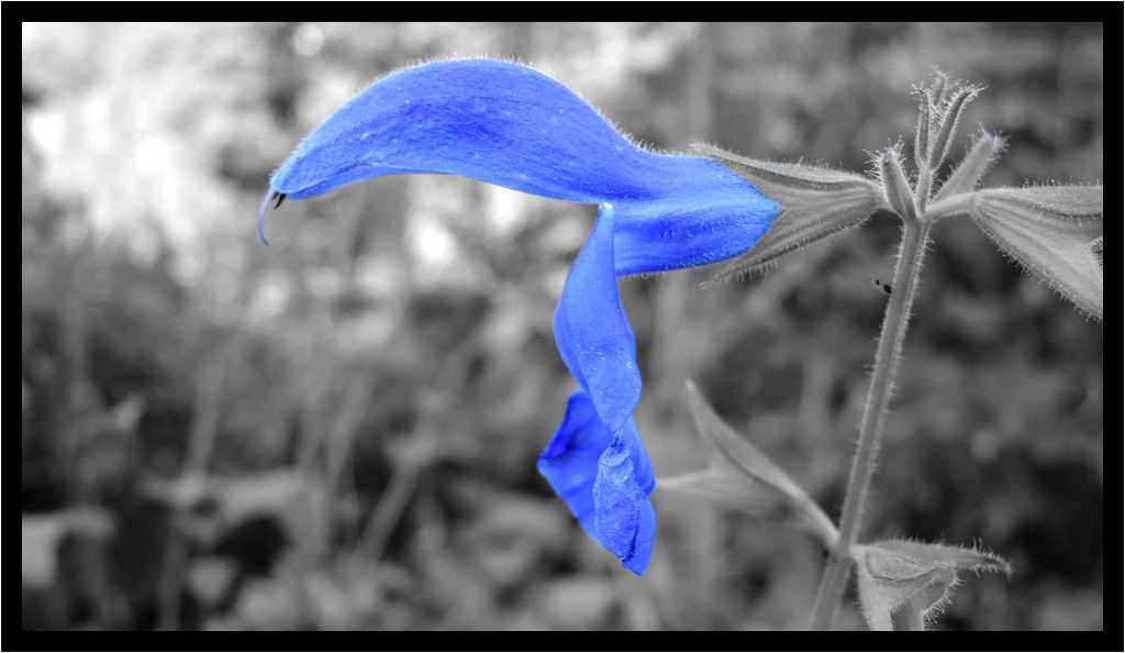 [LeJardinDerriereLaMaison14_74-Vegetal-Macro-NBBleu-moyen.jpg]