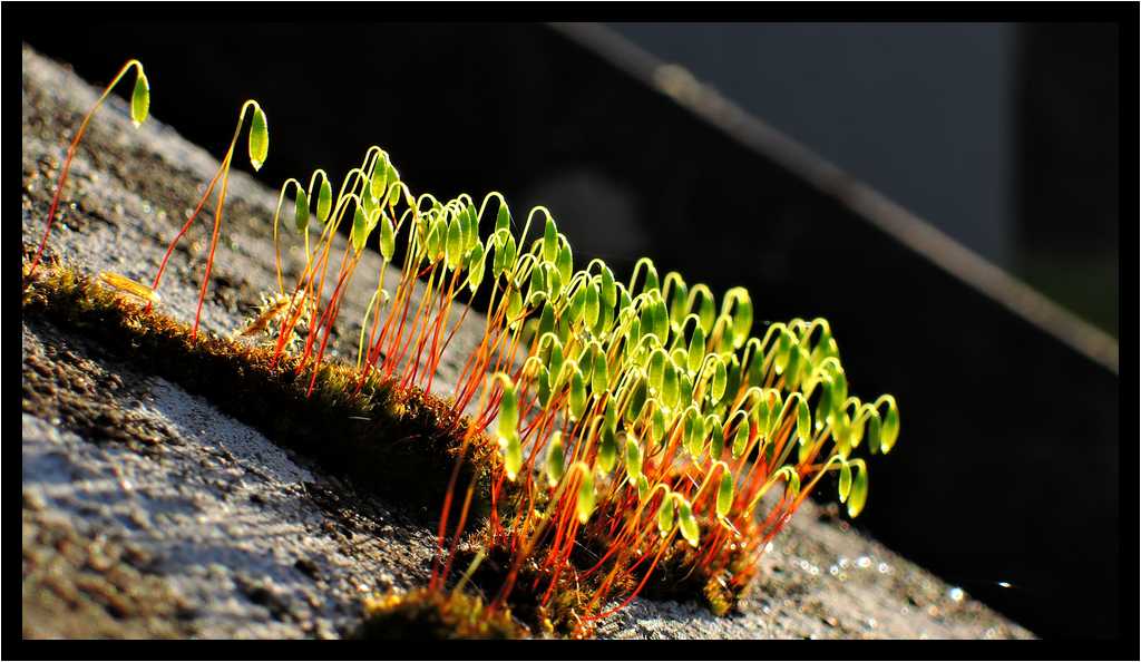 [LeJardinDerriereLaMaison15_04-Vegetal-Transparence-Macro-moyen.jpg]