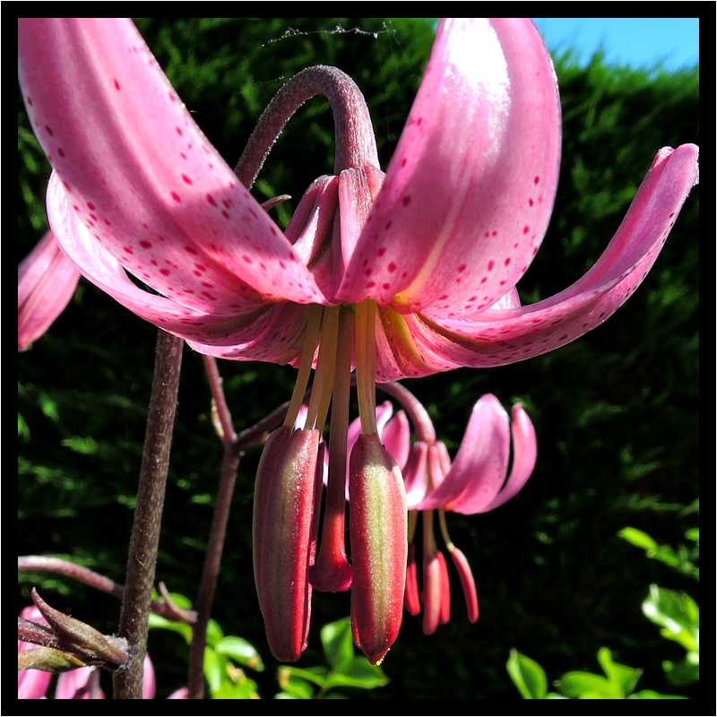 [LeJardinDerriereLaMaison15_24-Vegetal-Macro-moyen.jpg]