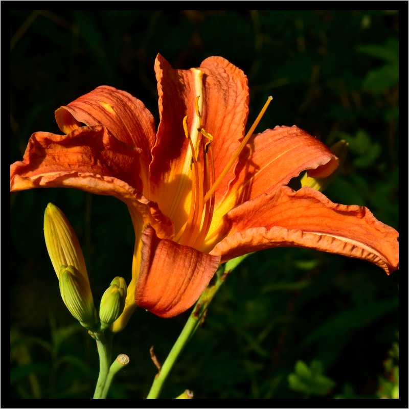 [LeJardinDerriereLaMaison15_65-Vegetal-Macro-moyen.jpg]