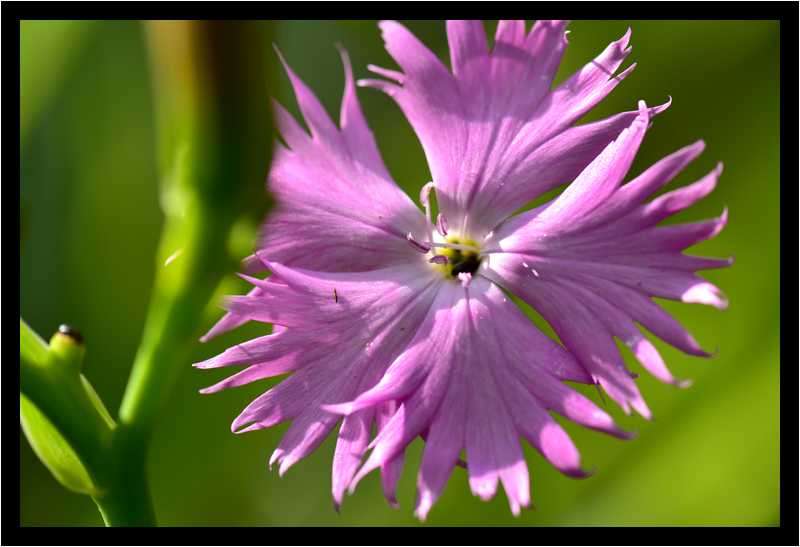 [LeJardinDerriereLaMaison15_68-Vegetal-Transparence-Macro-moyen.jpg]