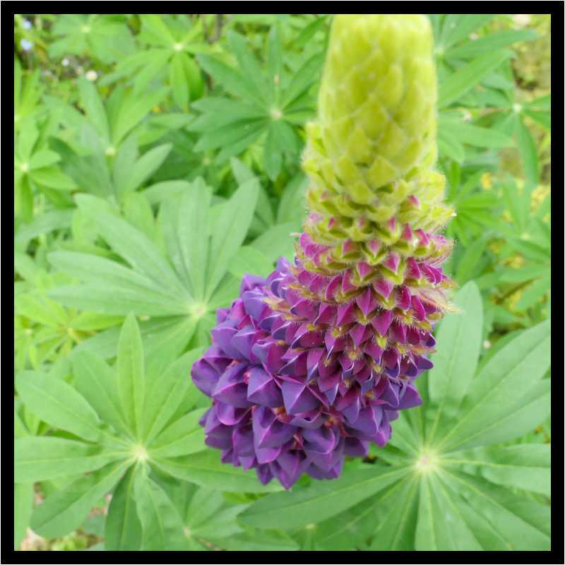 [LeJardinDerriereLaMaison19_20-Vegetal-Macro-moyen.jpg]