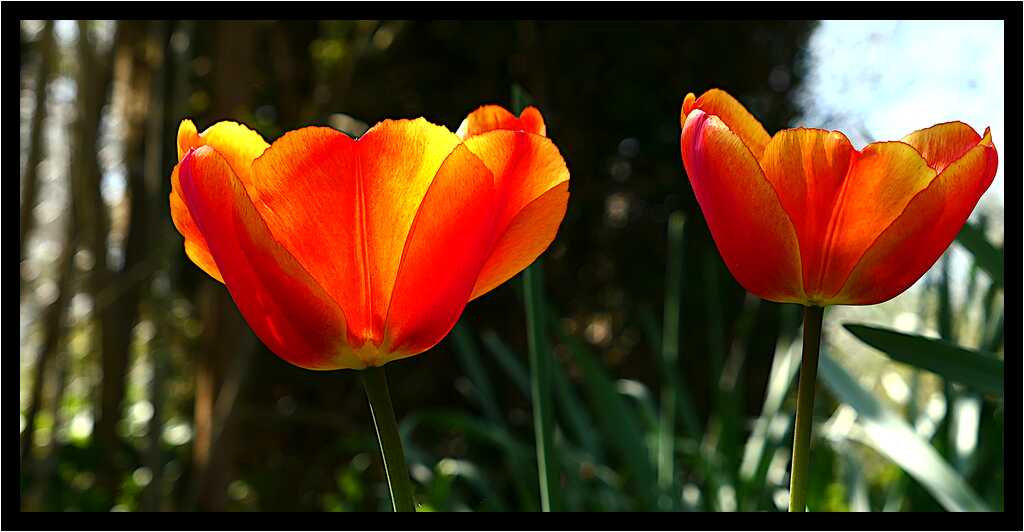 [LeJardinDerriereLaMaison20_006-Vegetal-Transparence-Macro-moyen.jpg]