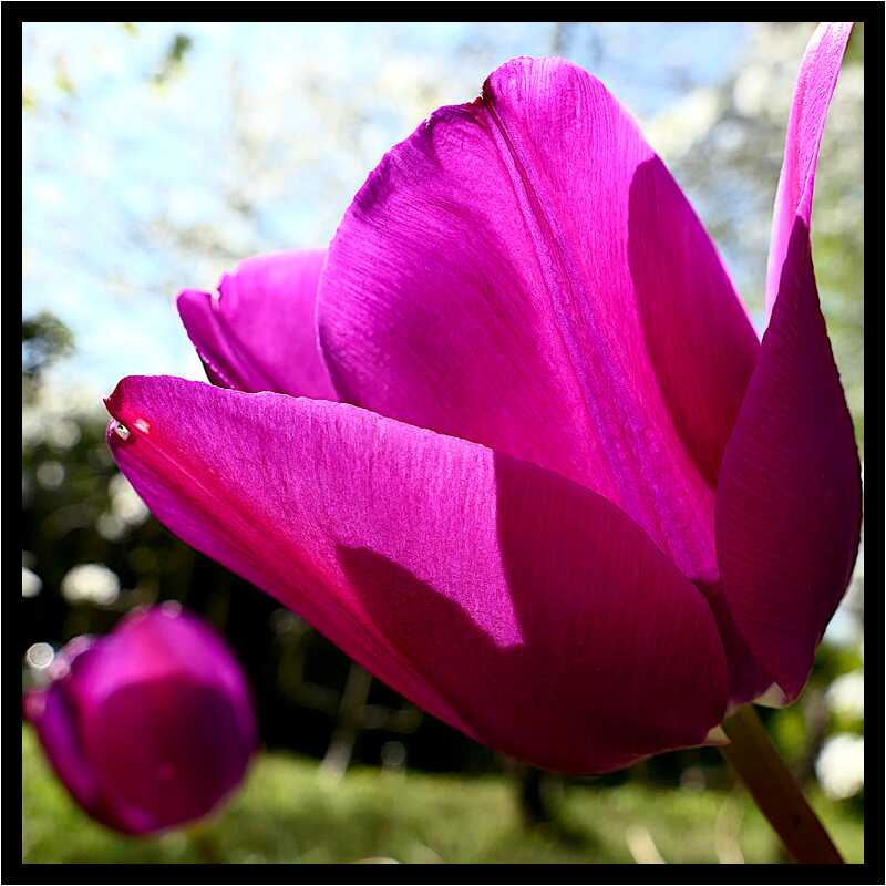 [LeJardinDerriereLaMaison20_019-Vegetal-Transparence-Macro-moyen.jpg]
