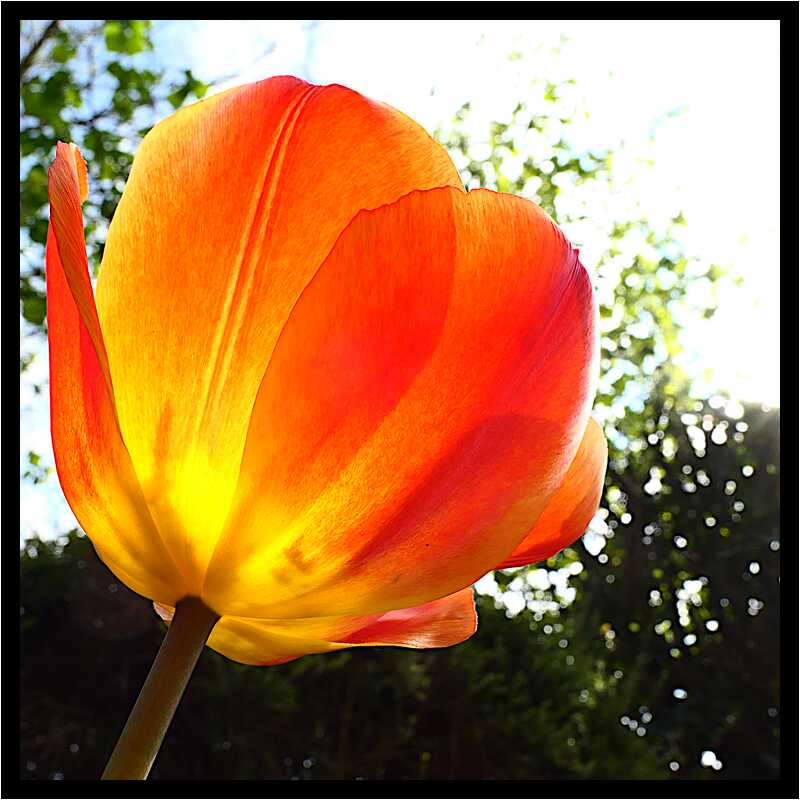 [LeJardinDerriereLaMaison20_036-Vegetal-Transparence-Macro-moyen.jpg]