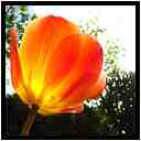 [LeJardinDerriereLaMaison20_036-Vegetal-Transparence-Macro-vignette.jpg]