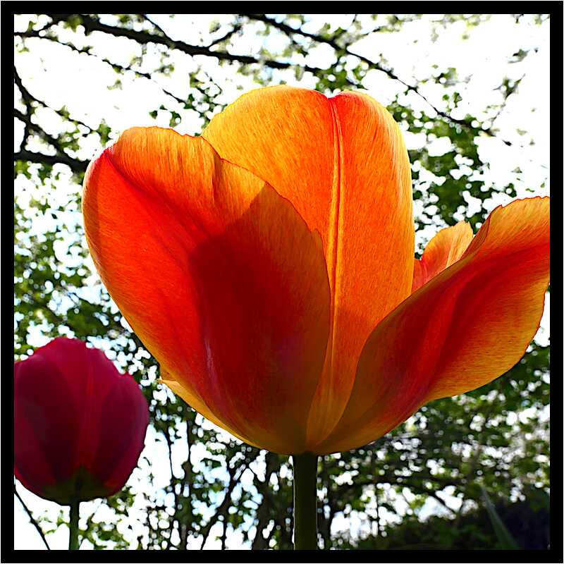 [LeJardinDerriereLaMaison20_043-Vegetal-Soleil-Transparence-Macro-moyen.jpg]