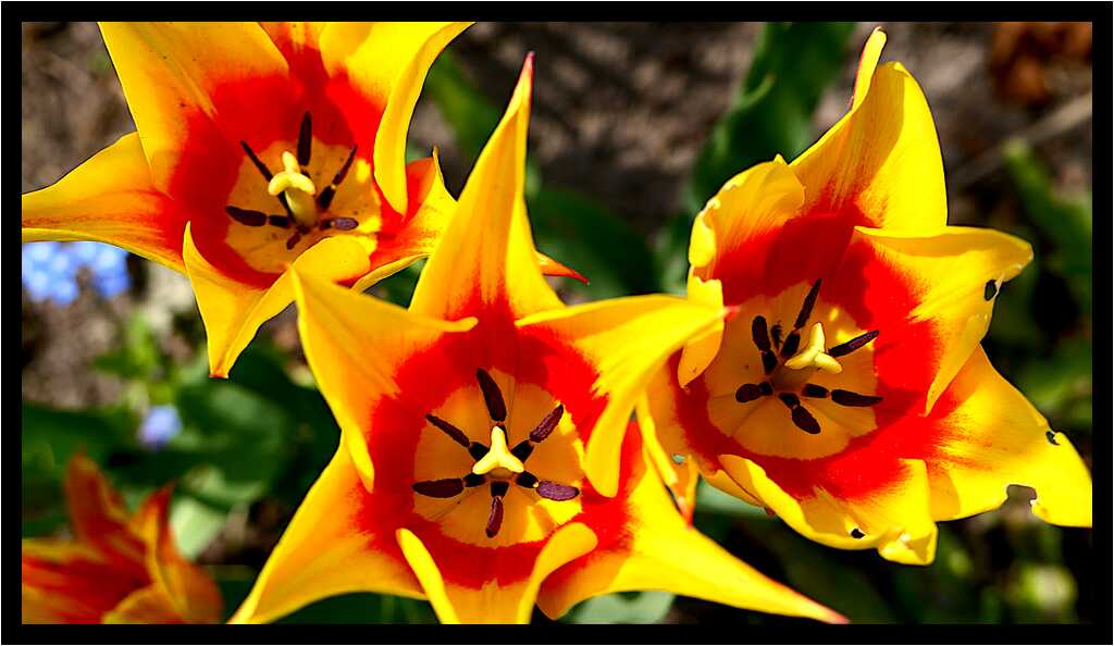 [LeJardinDerriereLaMaison20_054-Vegetal-Macro-moyen.jpg]