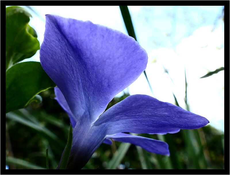 [LeJardinDerriereLaMaison20_056-Vegetal-Transparence-Macro-moyen.jpg]