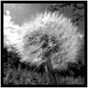 [LeJardinDerriereLaMaison20_072-Vegetal-Transparence-Macro-NB-vignette.jpg]
