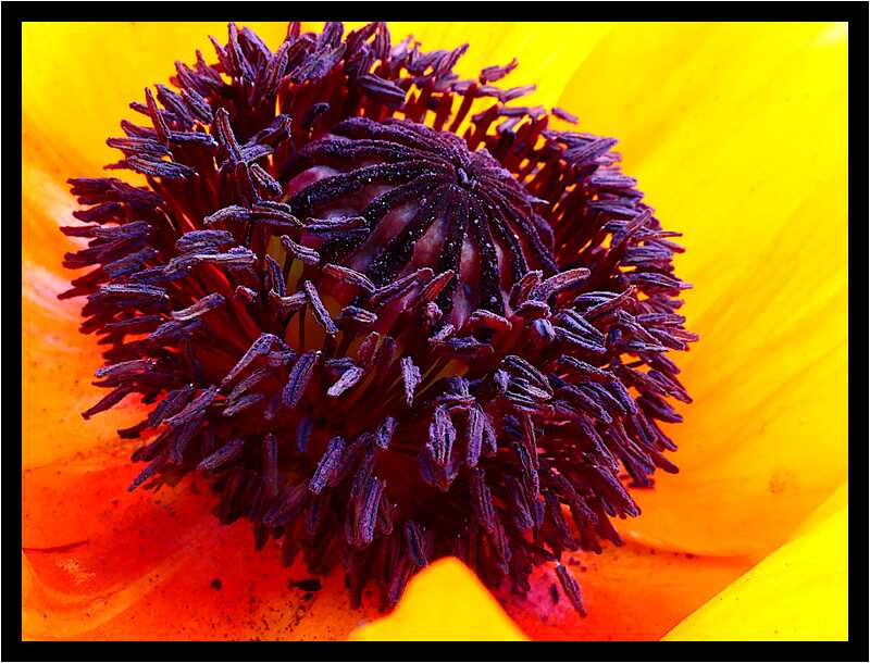 [LeJardinDerriereLaMaison20_074-Vegetal-Transparence-Macro-moyen.jpg]