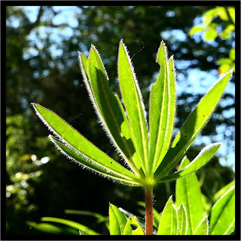 [LeJardinDerriereLaMaison20_095-Vegetal-Transparence-Macro-moyen.jpg]