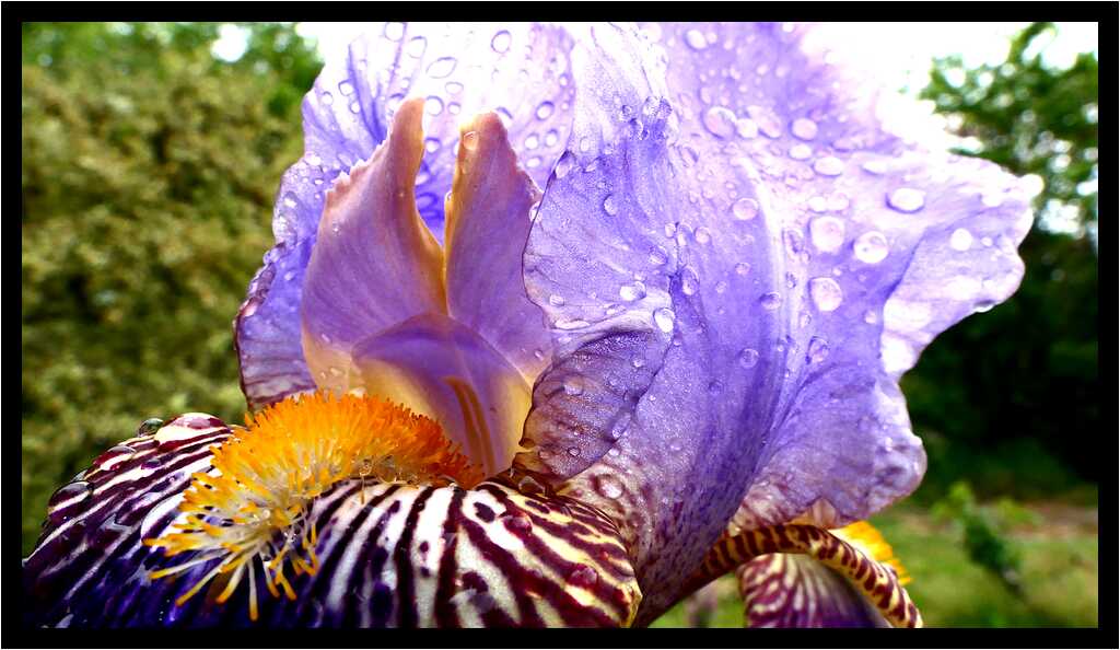 [LeJardinDerriereLaMaison20_101-Vegetal-Goutte-Transparence-Macro-moyen.jpg]