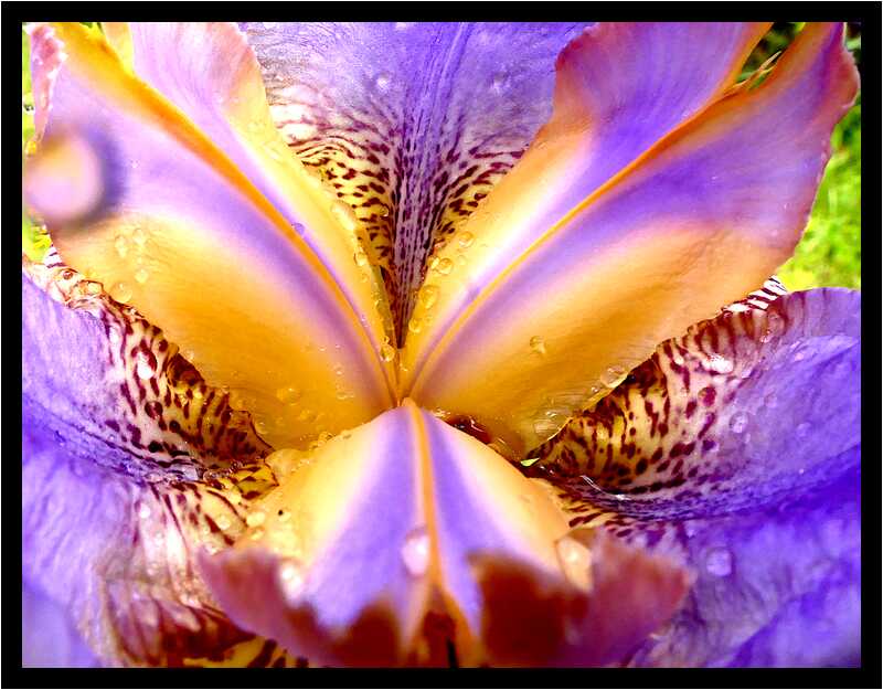 [LeJardinDerriereLaMaison20_102-Vegetal-Goutte-Transparence-Macro-moyen.jpg]