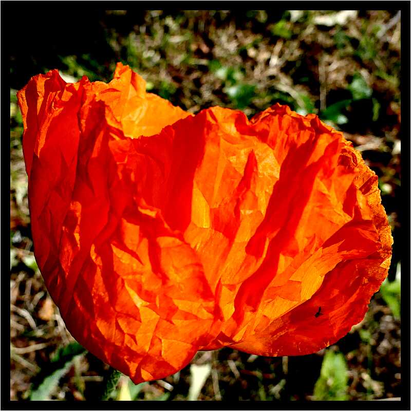 [LeJardinDerriereLaMaison20_111-Vegetal-Transparence-Macro-moyen.jpg]